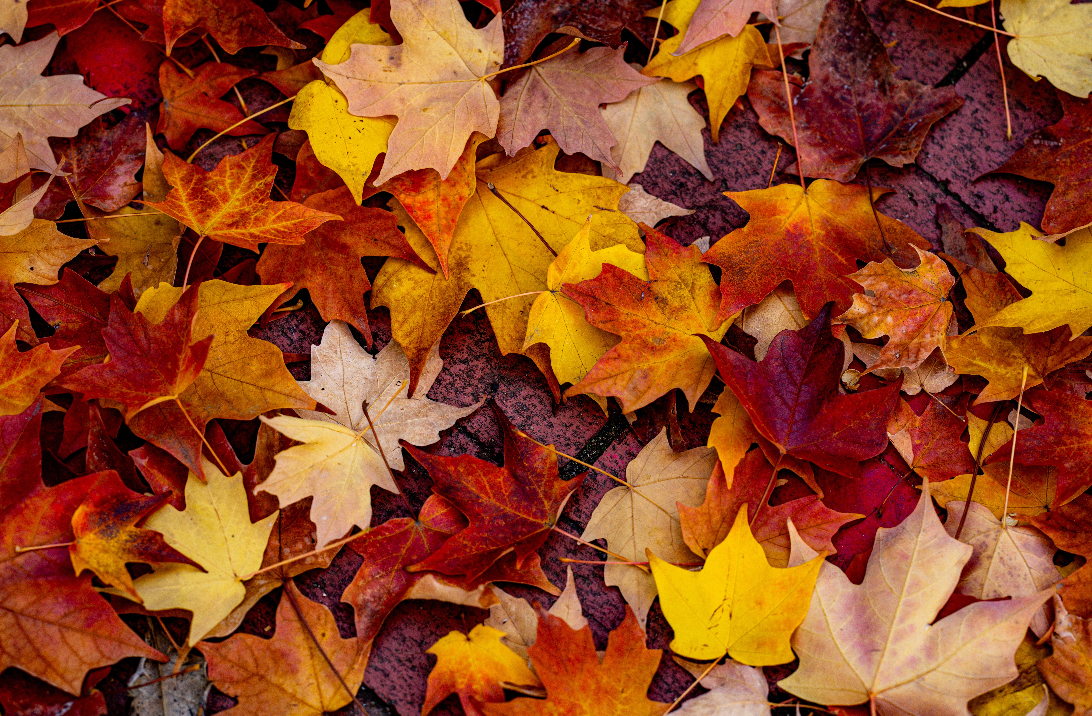 Autumnal Art