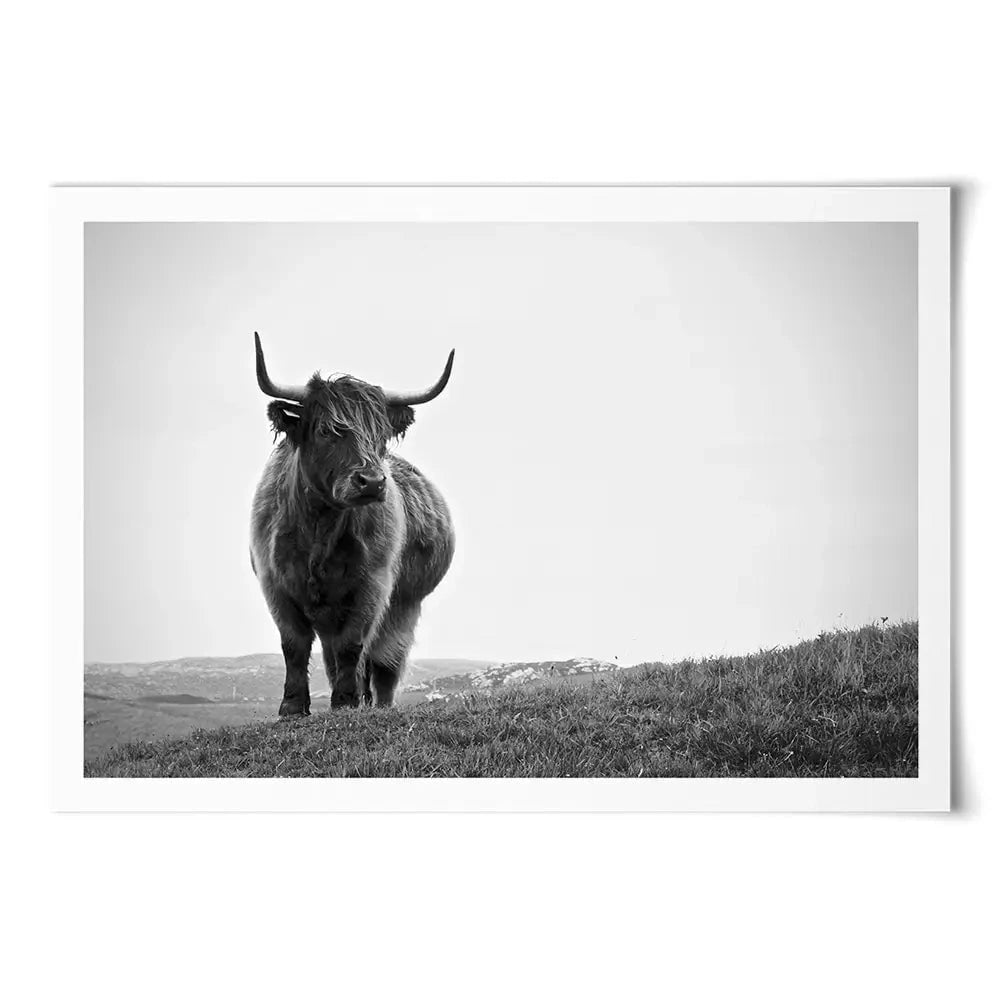 Highland Cow In The Distance Art Print