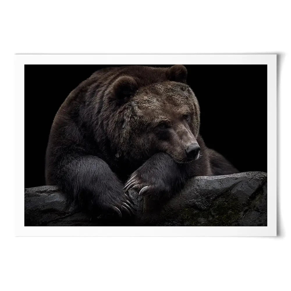 Bear Art Print Bear Art Print wall art product Thomas Marx / Shutterstock