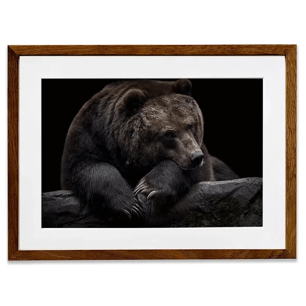 Bear Framed Art Print Bear Framed Art Print wall art product Thomas Marx / Shutterstock