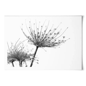 Black And White Dandelions Art Print Black And White Dandelions Art Print wall art product Dubova / Shutterstock
