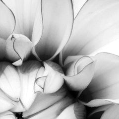Black And White Flower Square Canvas Print wall art product Annmarie Young / Shutterstock