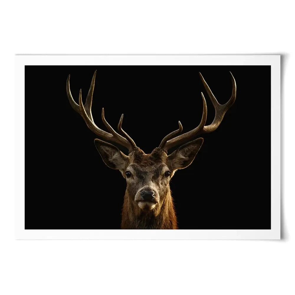 Deer Art Print Deer Art Print wall art product Brais Seara / Shutterstock