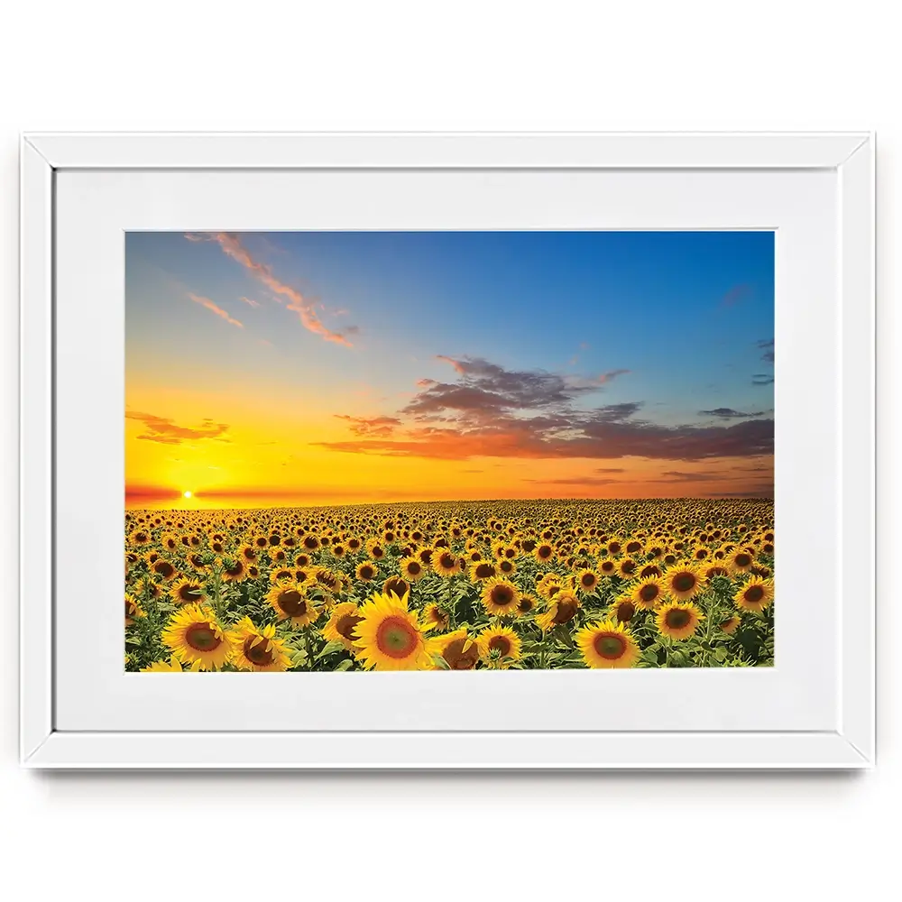 Field Of Blooming Sunflowers Framed Art Print Field Of Blooming Sunflowers Framed Art Print wall art product gornjak / Shutterstock