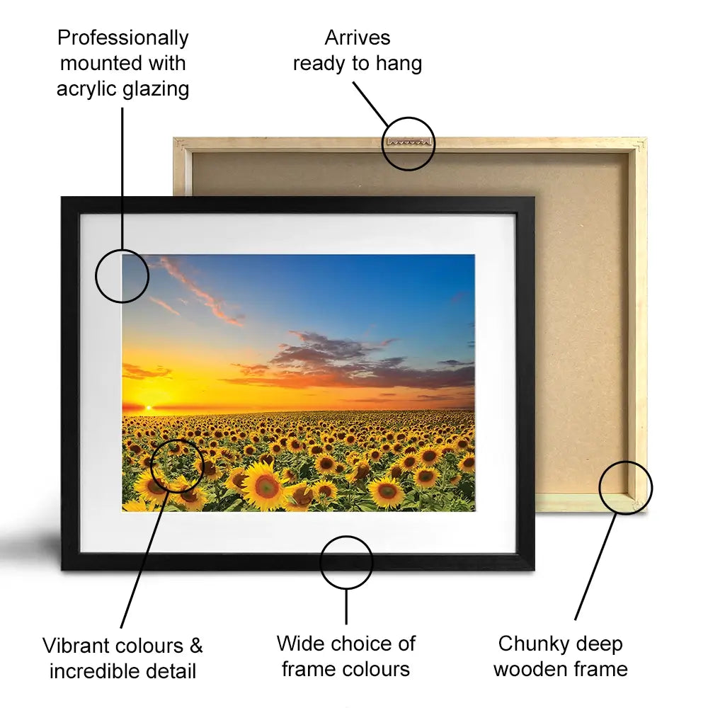 Field Of Blooming Sunflowers Framed Art Print Field Of Blooming Sunflowers Framed Art Print wall art product gornjak / Shutterstock