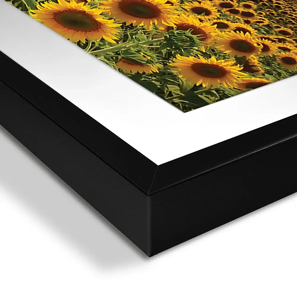 Field Of Blooming Sunflowers Framed Art Print Trio Field Of Blooming Sunflowers Framed Art Print Trio wall art product gornjak / Shutterstock