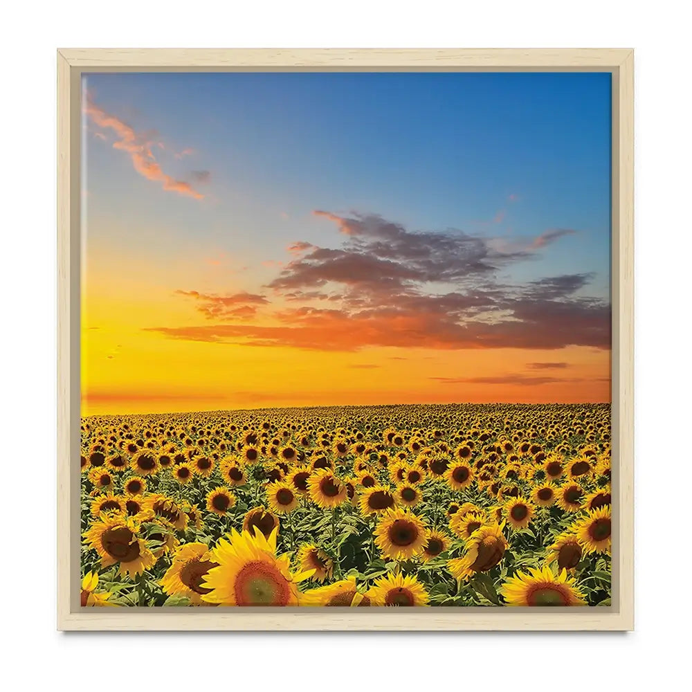 Field Of Blooming Sunflowers Oversized Canvas Print Field Of Blooming Sunflowers Oversized Canvas Print wall art product Art Print Shop
