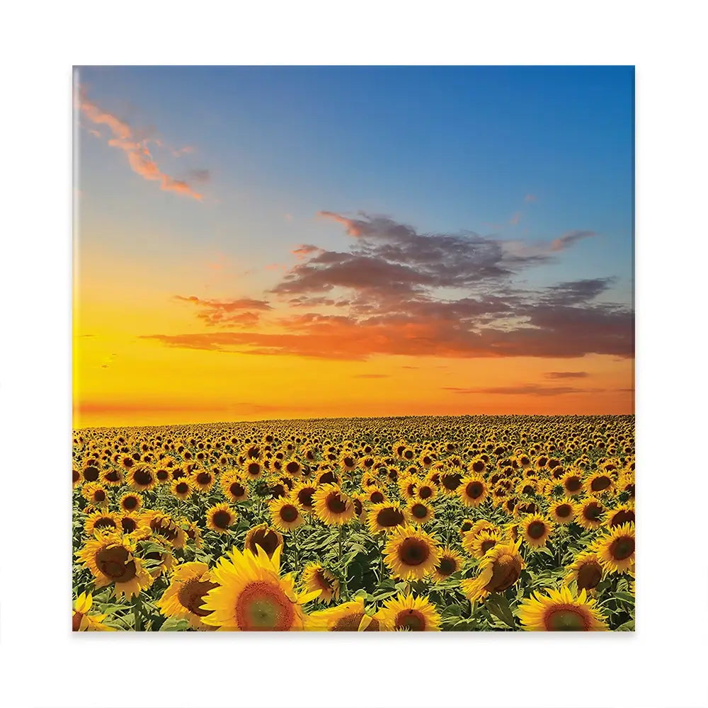 Field Of Blooming Sunflowers Oversized Canvas Print Field Of Blooming Sunflowers Oversized Canvas Print wall art product Art Print Shop