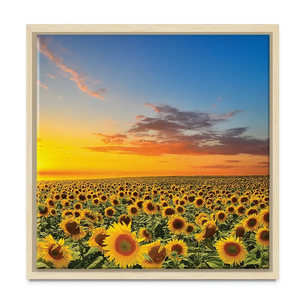Field Of Blooming Sunflowers Square Canvas Print Field Of Blooming Sunflowers Square Canvas Print wall art product gornjak / Shutterstock