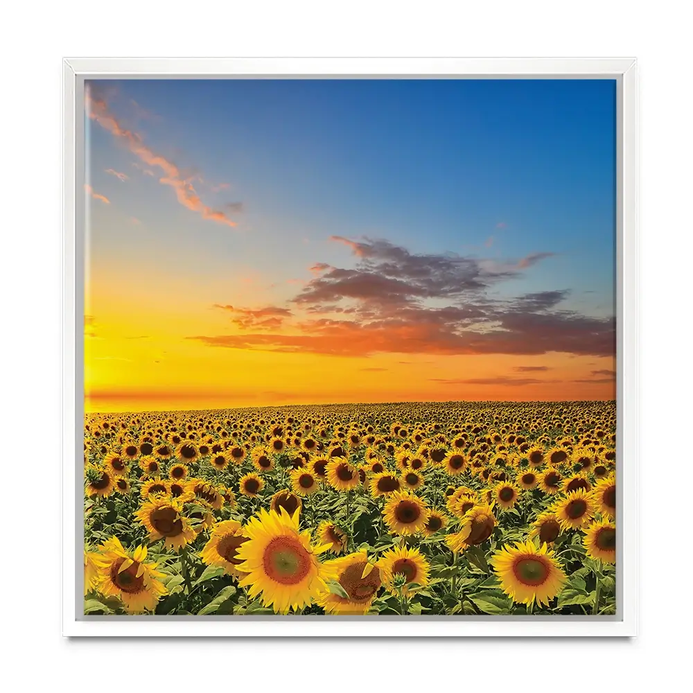 Field Of Blooming Sunflowers Square Canvas Print Field Of Blooming Sunflowers Square Canvas Print wall art product gornjak / Shutterstock