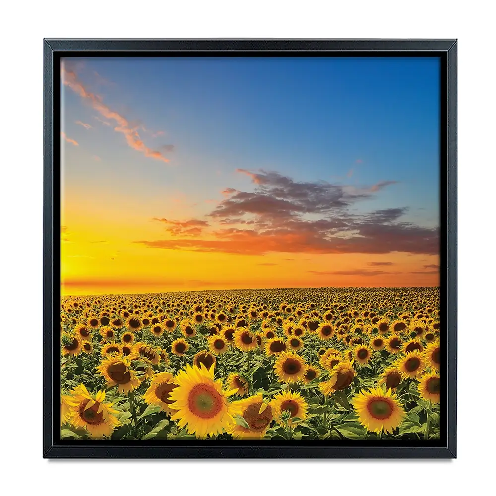 Field Of Blooming Sunflowers Square Canvas Print Field Of Blooming Sunflowers Square Canvas Print wall art product gornjak / Shutterstock