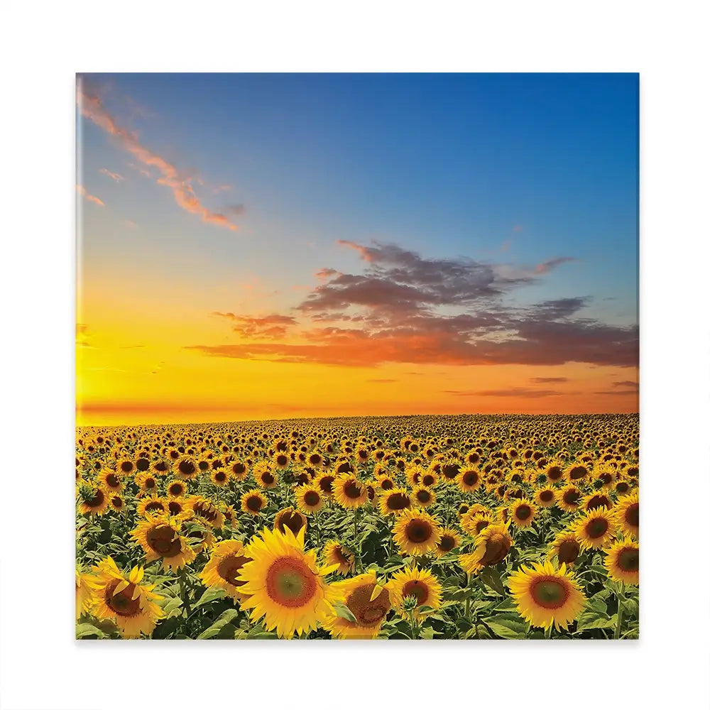 Field Of Blooming Sunflowers Square Canvas Print Field Of Blooming Sunflowers Square Canvas Print wall art product gornjak / Shutterstock
