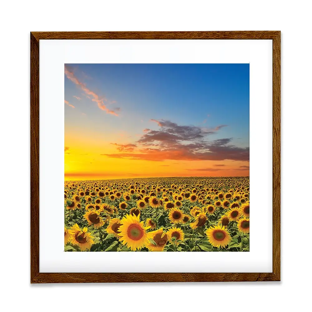 Field Of Blooming Sunflowers Square Framed Art Print Field Of Blooming Sunflowers Square Framed Art Print wall art product gornjak / Shutterstock