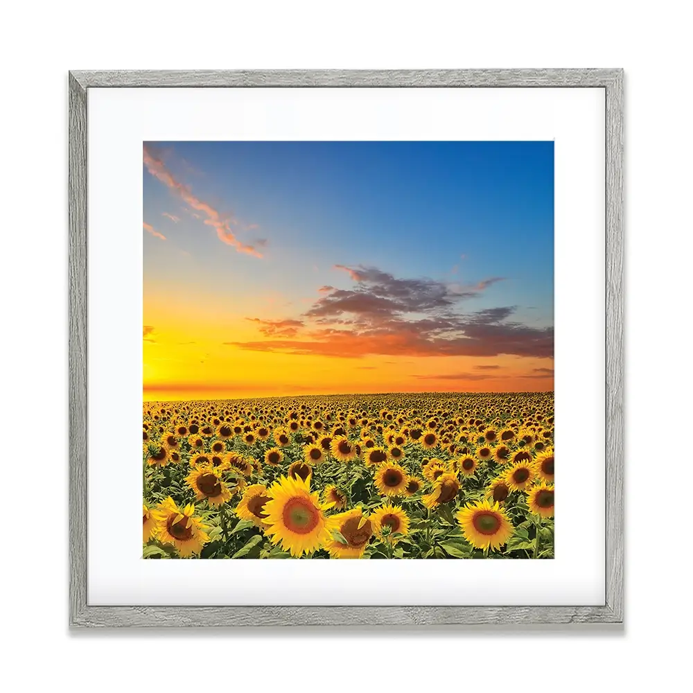 Field Of Blooming Sunflowers Square Framed Art Print Field Of Blooming Sunflowers Square Framed Art Print wall art product gornjak / Shutterstock