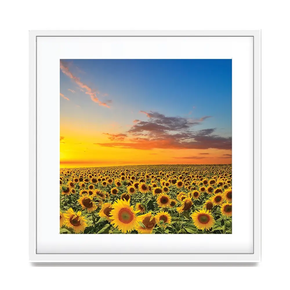 Field Of Blooming Sunflowers Square Framed Art Print Field Of Blooming Sunflowers Square Framed Art Print wall art product gornjak / Shutterstock