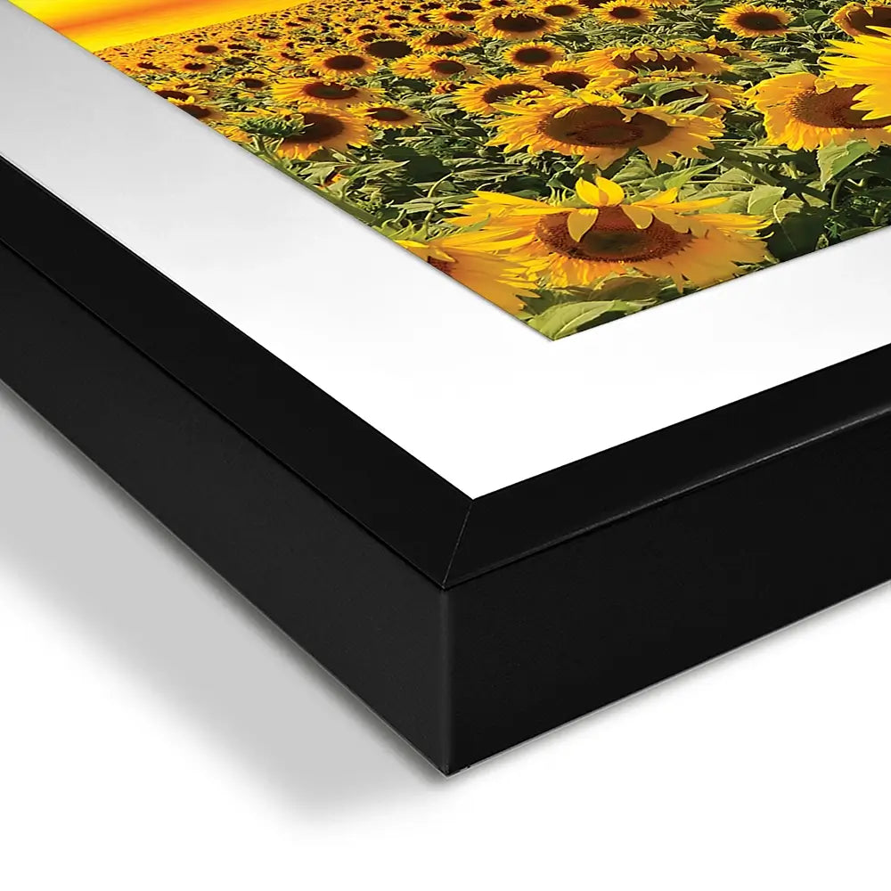 Field Of Blooming Sunflowers Square Framed Art Print Field Of Blooming Sunflowers Square Framed Art Print wall art product gornjak / Shutterstock