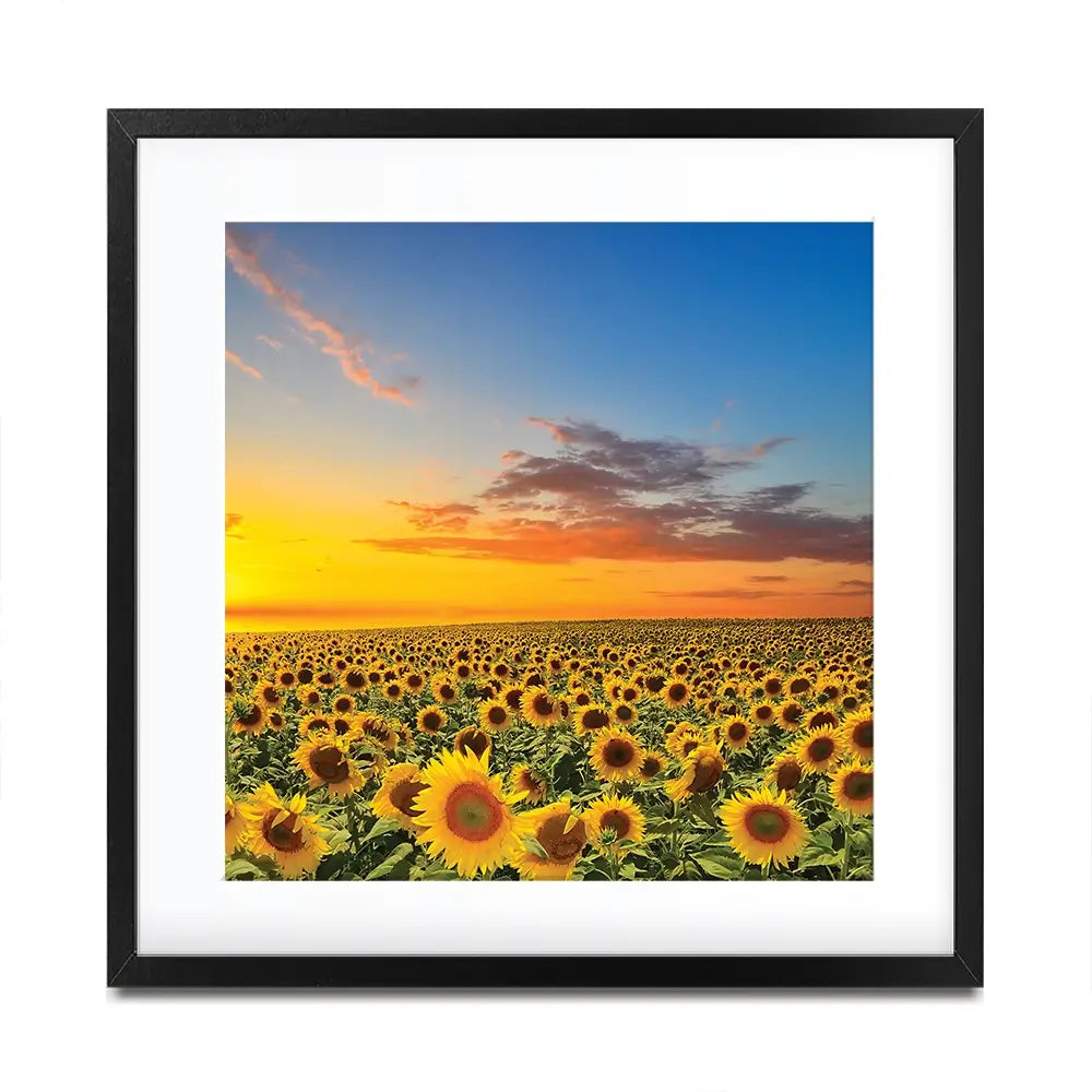 Field Of Blooming Sunflowers Square Framed Art Print Field Of Blooming Sunflowers Square Framed Art Print wall art product gornjak / Shutterstock