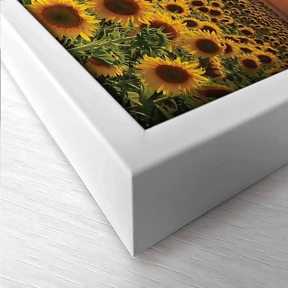 Field Of Blooming Sunflowers Trio Canvas Print Field Of Blooming Sunflowers Trio Canvas Print wall art product gornjak / Shutterstock