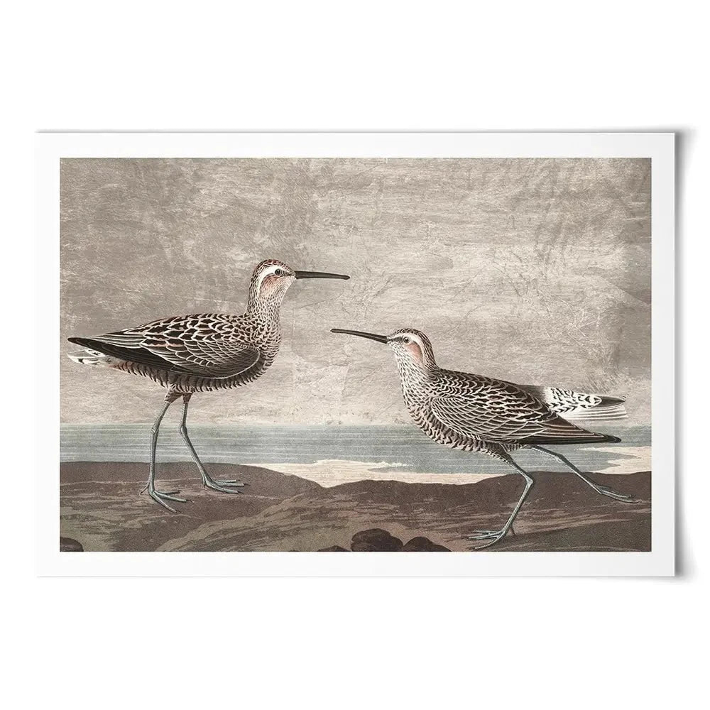 Gilded Sandpipers Art Print Gilded Sandpipers Art Print wall art product John James Audubon