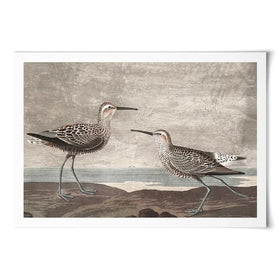 Gilded Sandpipers Art Print Gilded Sandpipers Art Print wall art product John James Audubon