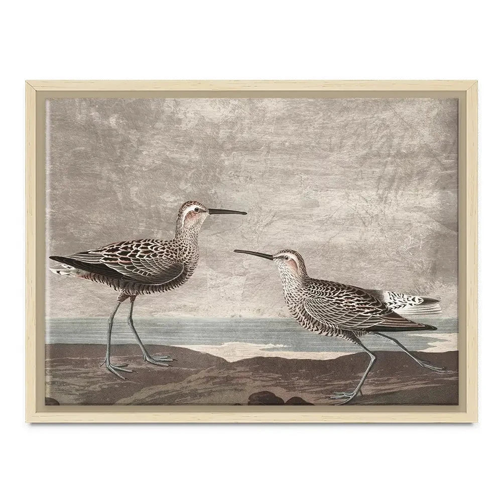 Gilded Sandpipers Canvas Print Gilded Sandpipers Canvas Print wall art product John James Audubon