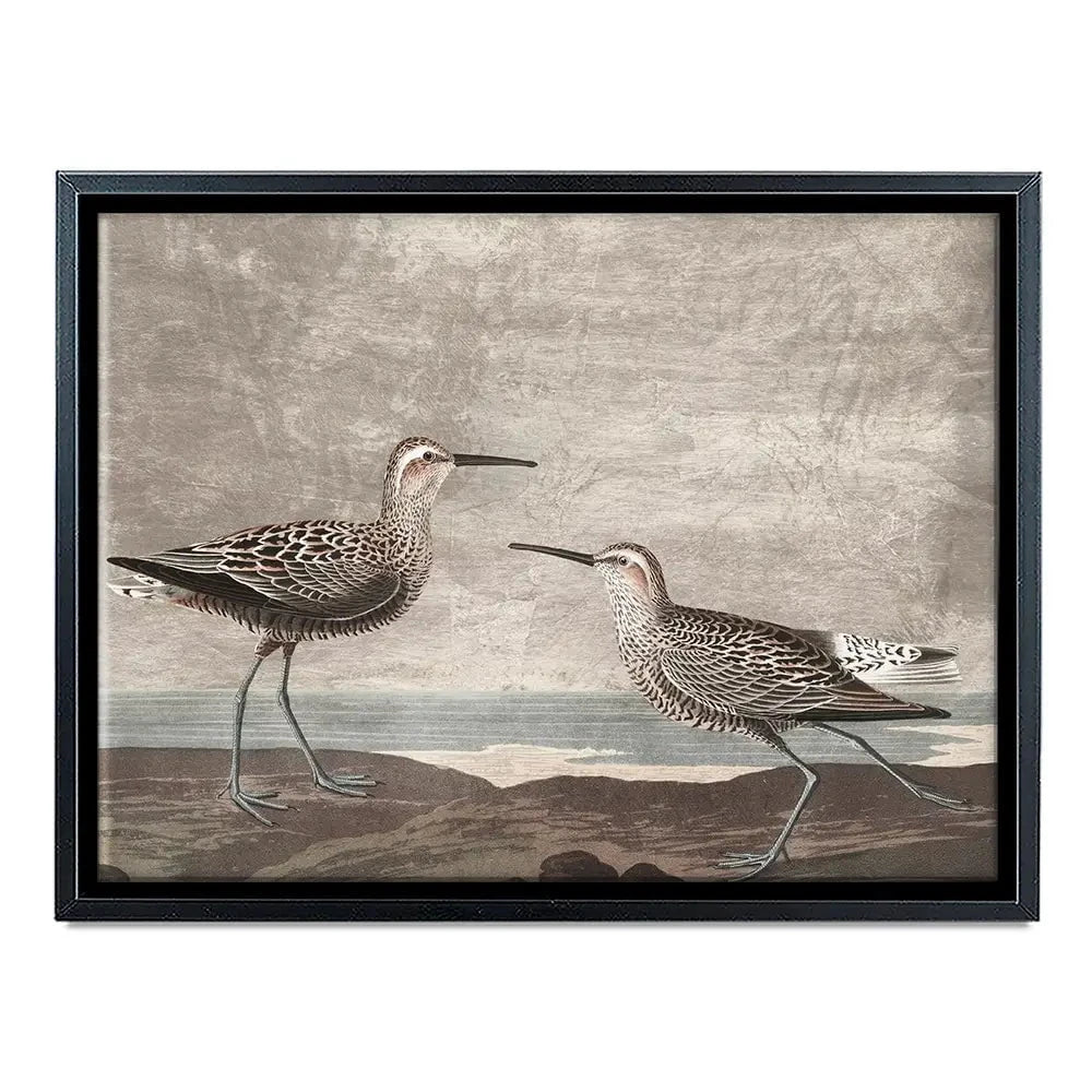 Gilded Sandpipers Canvas Print Gilded Sandpipers Canvas Print wall art product John James Audubon