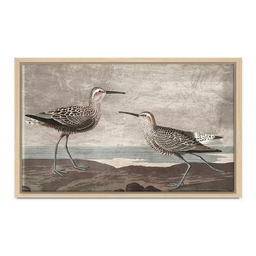 Gilded Sandpipers Canvas Print Gilded Sandpipers Canvas Print wall art product John James Audubon
