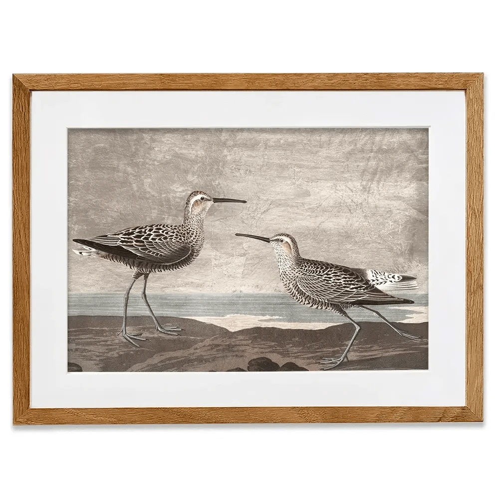 Gilded Sandpipers Framed Art Print Gilded Sandpipers Framed Art Print wall art product John James Audubon