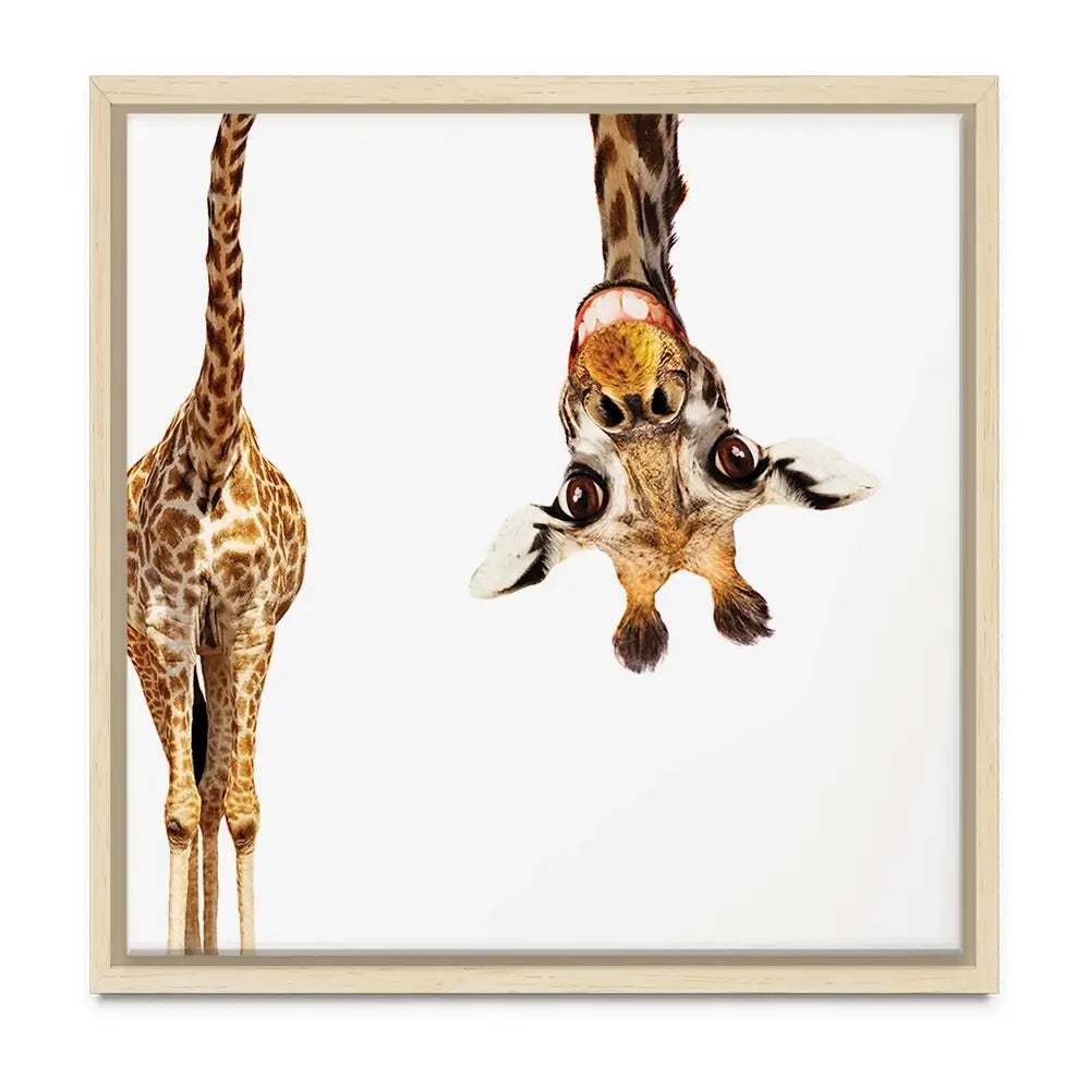 Happy Upside Down Giraffe Oversized Canvas Print Happy Upside Down Giraffe Oversized Canvas Print wall art product Art Print Shop