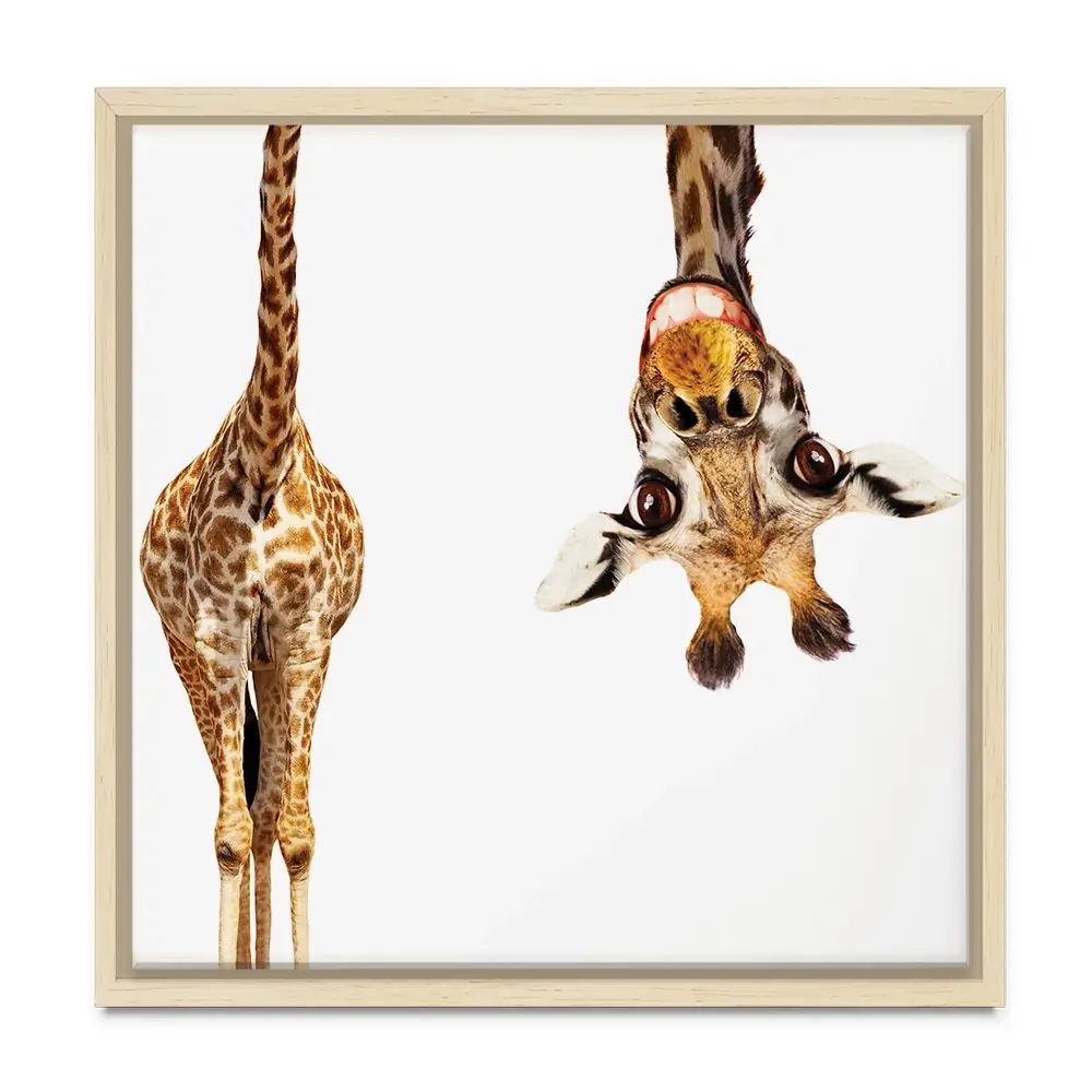 Happy Upside Down Giraffe Square Canvas Print Happy Upside Down Giraffe Square Canvas Print wall art product Sergey Novikov / Shutterstock
