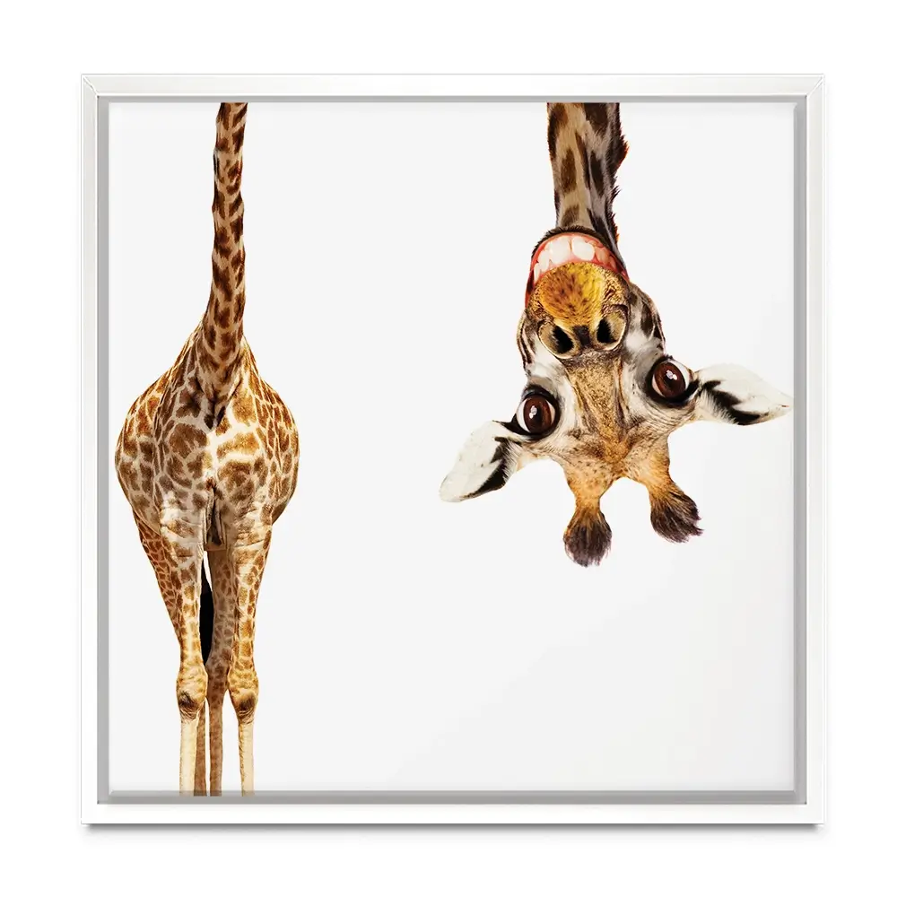 Happy Upside Down Giraffe Square Canvas Print Happy Upside Down Giraffe Square Canvas Print wall art product Sergey Novikov / Shutterstock