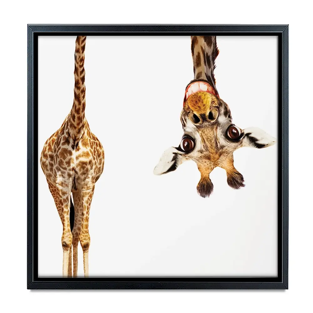 Happy Upside Down Giraffe Square Canvas Print Happy Upside Down Giraffe Square Canvas Print wall art product Sergey Novikov / Shutterstock