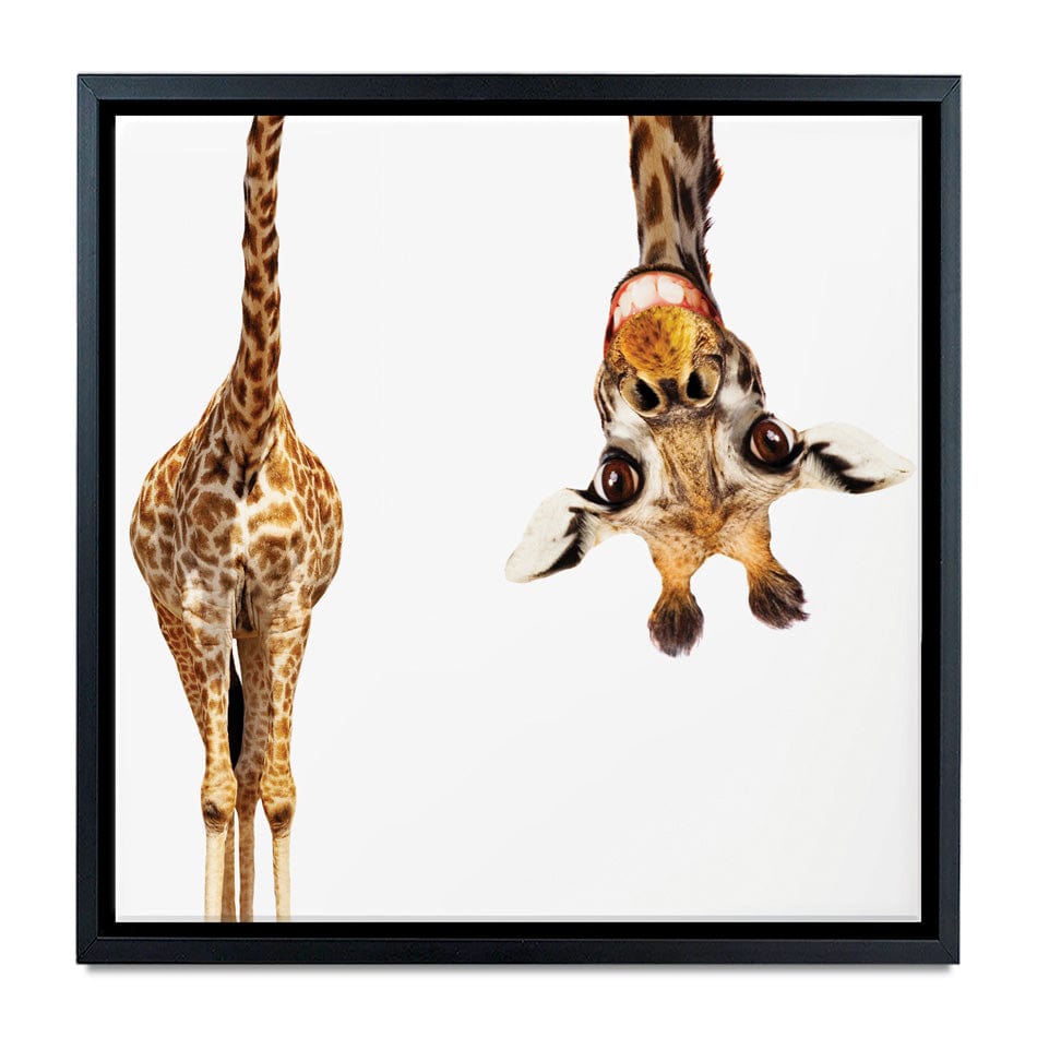 Happy Upside Down Giraffe Square Canvas Print wall art product Sergey Novikov / Shutterstock