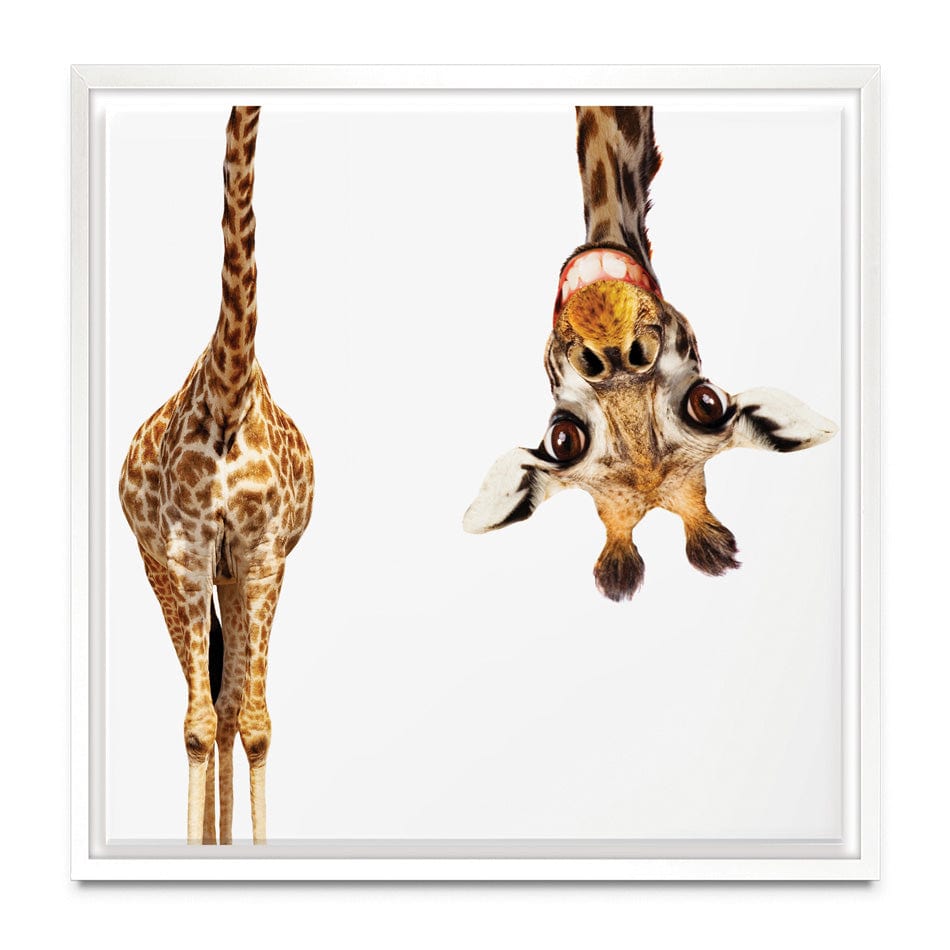 Happy Upside Down Giraffe Square Canvas Print wall art product Sergey Novikov / Shutterstock