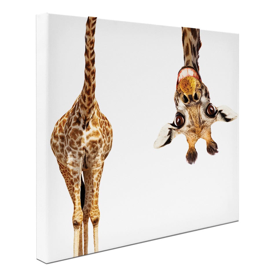 Happy Upside Down Giraffe Square Canvas Print wall art product Sergey Novikov / Shutterstock