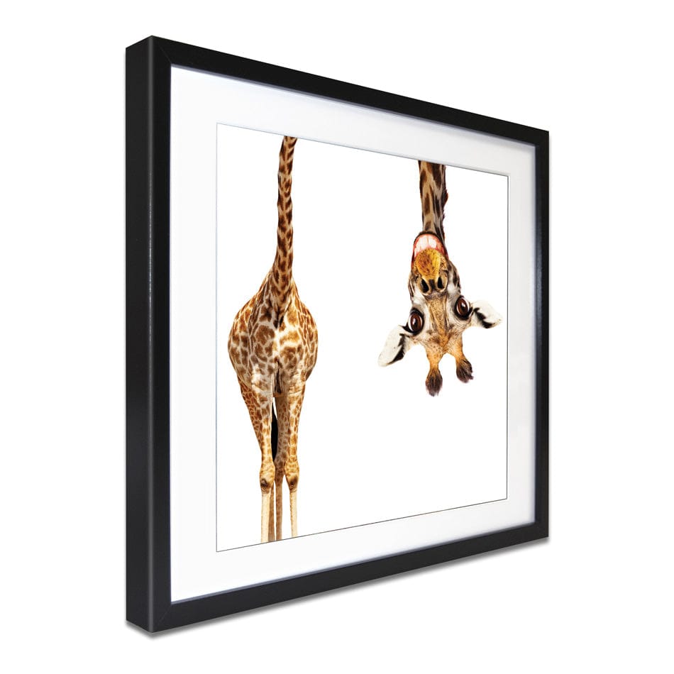 Happy Upside Down Giraffe Square Framed Art Print wall art product Sergey Novikov / Shutterstock