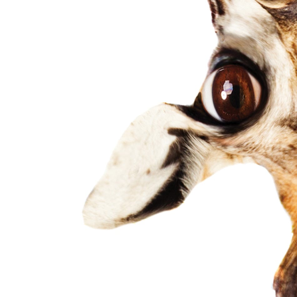 Happy Upside Down Giraffe Square Framed Art Print wall art product Sergey Novikov / Shutterstock