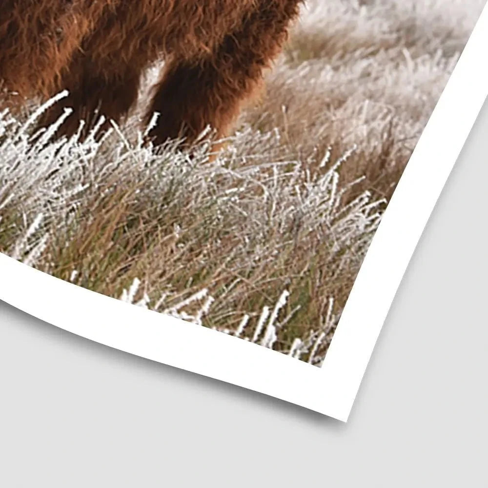 Pair Of Winter Cows Art Print Pair Of Winter Cows Art Print wall art product defotoberg / Shutterstock
