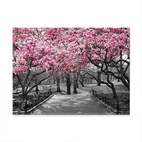 Pink Blossom Trees Canvas Print Pink Blossom Trees Canvas Print wall art product Ryan DeBerardinis / Shutterstock