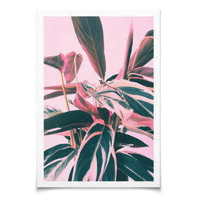 Pink Kalathea Art Print Pink Kalathea Art Print wall art product Emanuela Carratoni - Independent