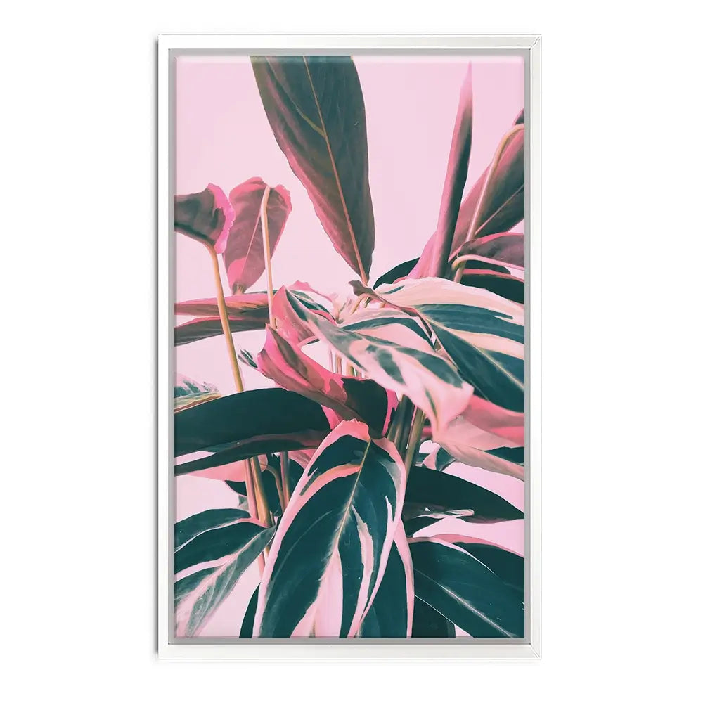 Pink Kalathea Canvas Print Pink Kalathea Canvas Print wall art product Emanuela Carratoni - Independent