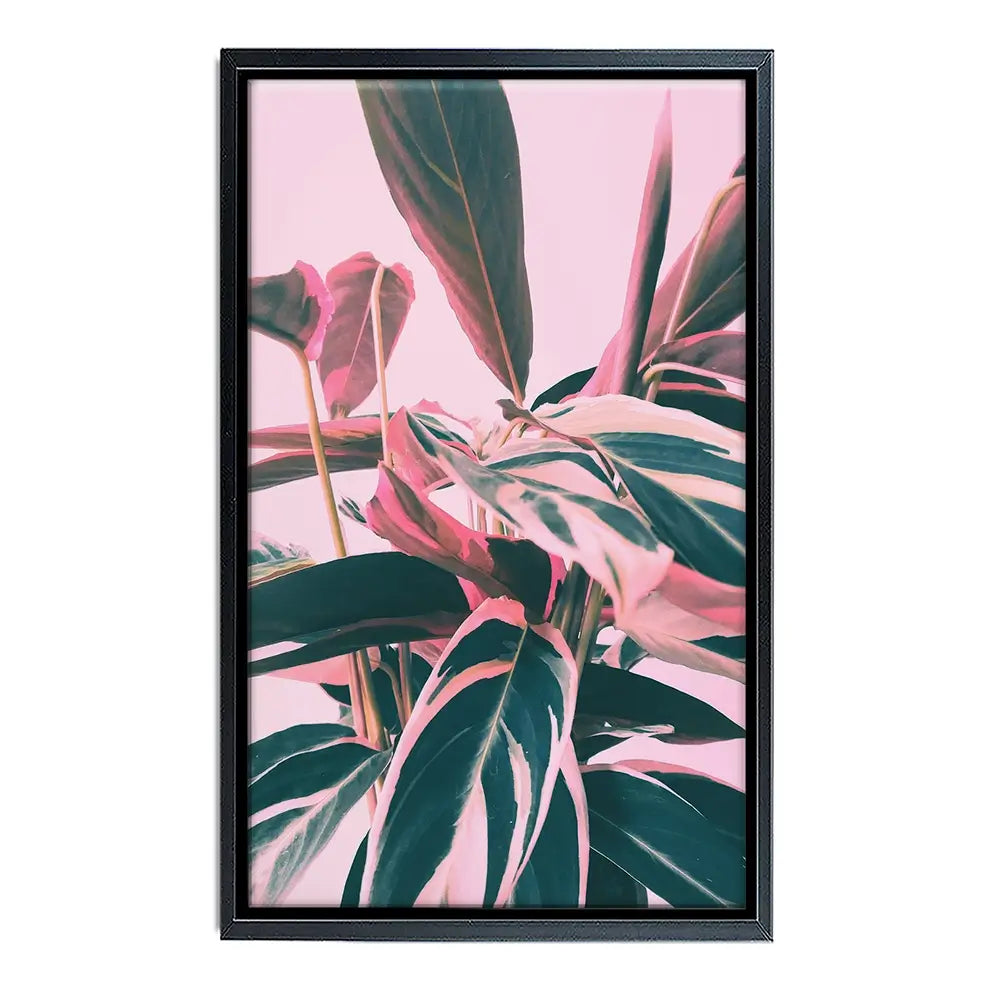 Pink Kalathea Canvas Print Pink Kalathea Canvas Print wall art product Emanuela Carratoni - Independent