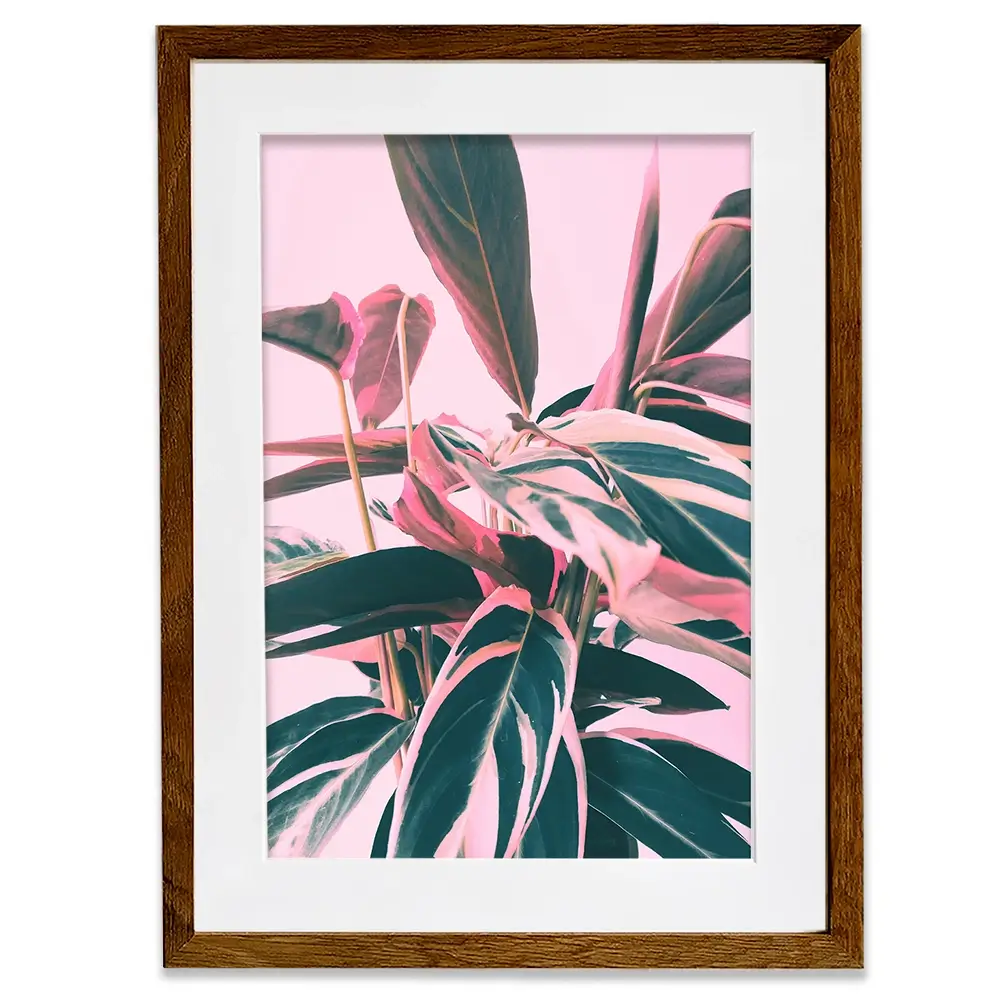 Pink Kalathea Framed Art Print Pink Kalathea Framed Art Print wall art product Emanuela Carratoni - Independent