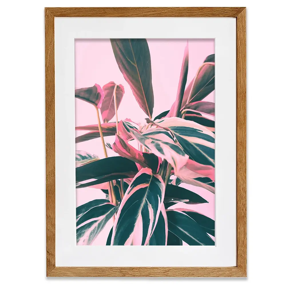 Pink Kalathea Framed Art Print Pink Kalathea Framed Art Print wall art product Emanuela Carratoni - Independent