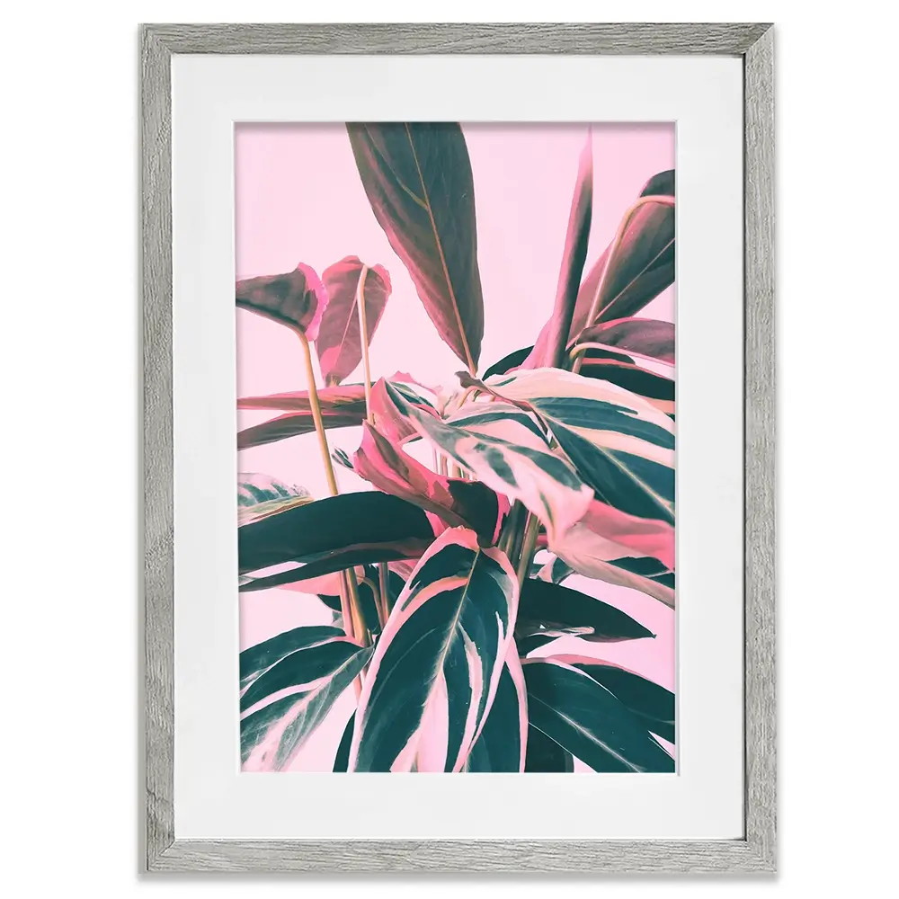 Pink Kalathea Framed Art Print Pink Kalathea Framed Art Print wall art product Emanuela Carratoni - Independent