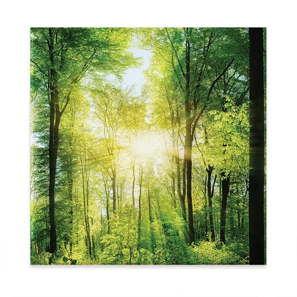 Scenic Forest Oversized Canvas Print Scenic Forest Oversized Canvas Print wall art product Art Print Shop