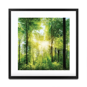 Scenic Forest Square Framed Art Print Scenic Forest Square Framed Art Print wall art product Smileus / Shutterstock