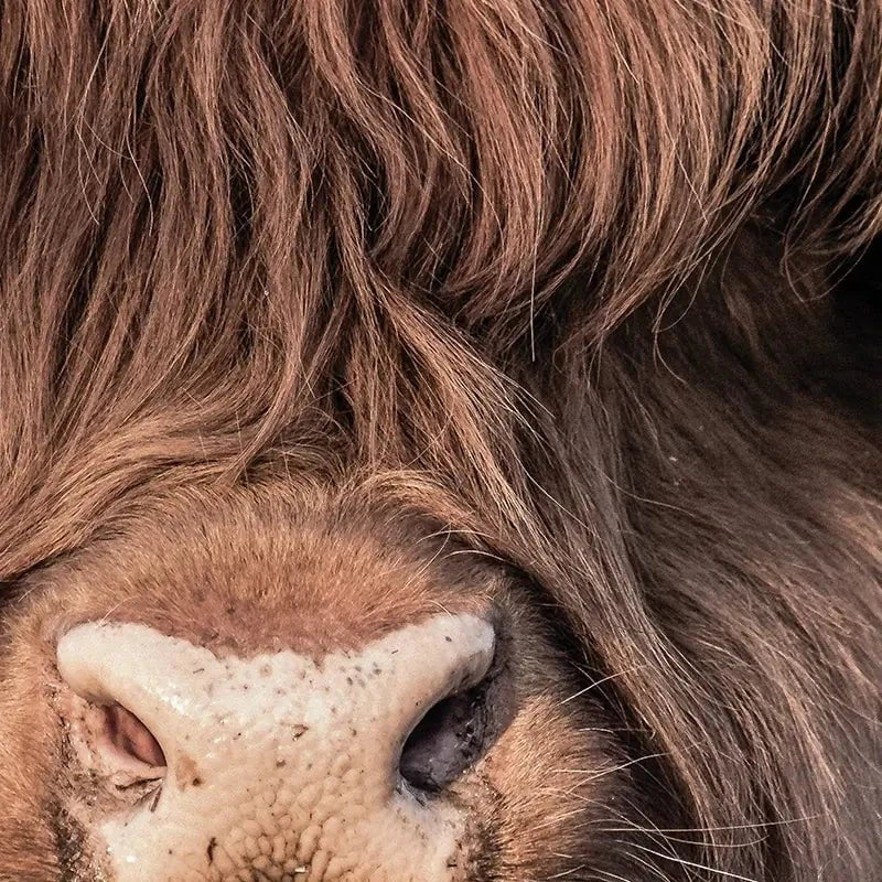 Scottish Brown Highland Cattle Canvas Print Scottish Brown Highland Cattle Canvas Print wall art product Sandro Fabris / Shutterstock