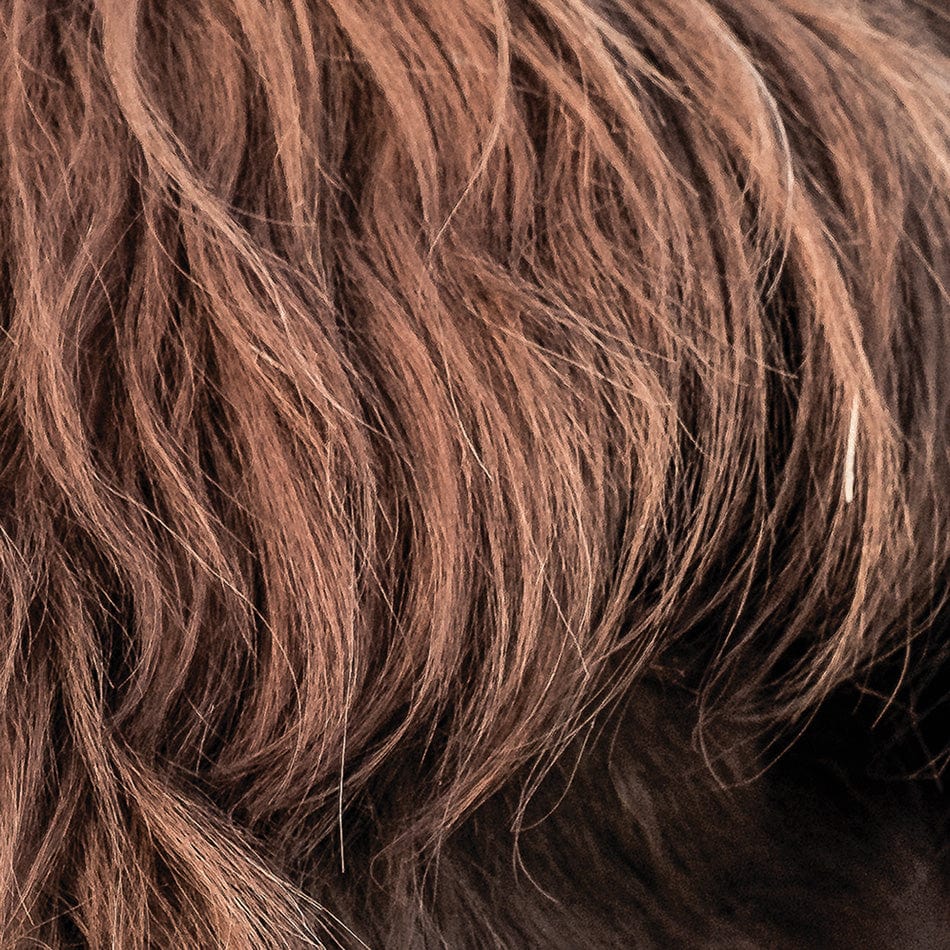 Scottish Brown Highland Cattle Square Canvas Print wall art product Sandro Fabris / Shutterstock