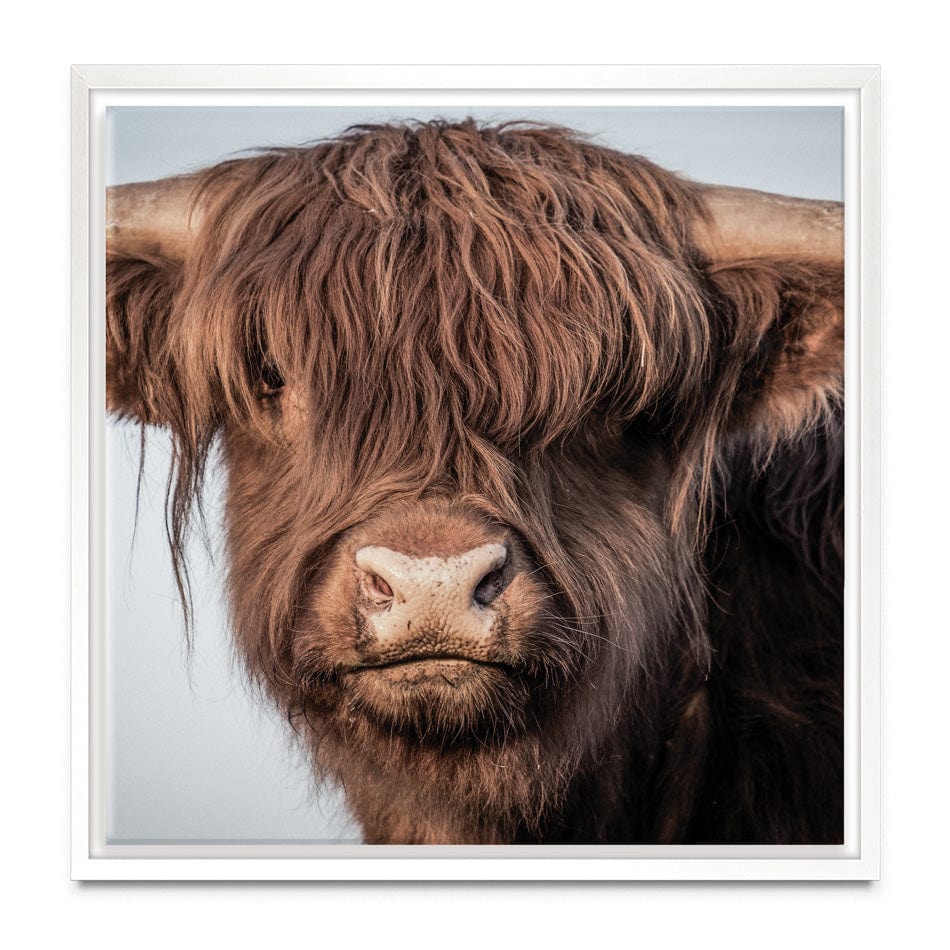 Scottish Brown Highland Cattle Square Canvas Print wall art product Sandro Fabris / Shutterstock